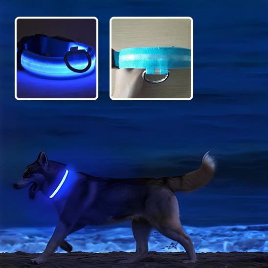 Collier lumineux pour chien |à led - ECO HARMONIE CANIN