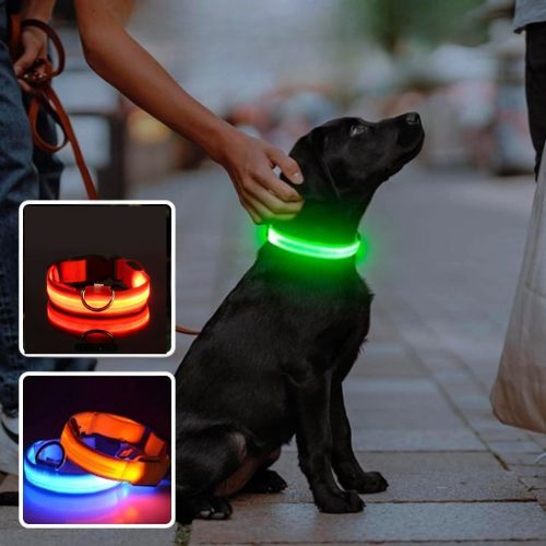 Collier lumineux pour chien |à led - ECO HARMONIE CANIN