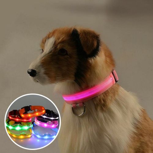 Collier lumineux pour chien |à led - ECO HARMONIE CANIN
