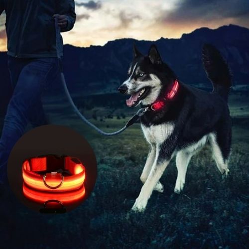 Collier lumineux pour chien |à led - ECO HARMONIE CANIN
