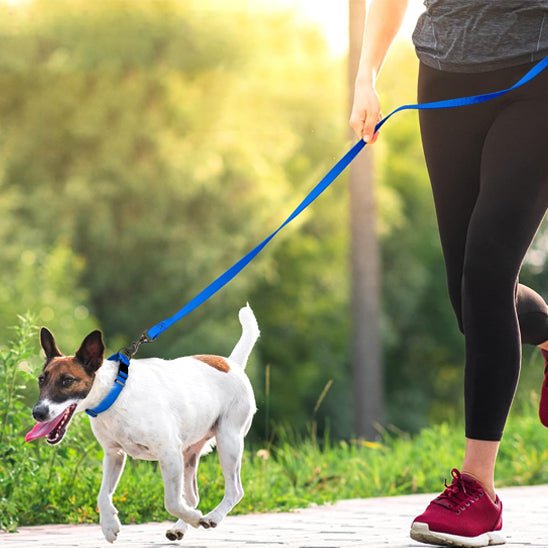 Laisse chien | Légère - ECO HARMONIE CANIN