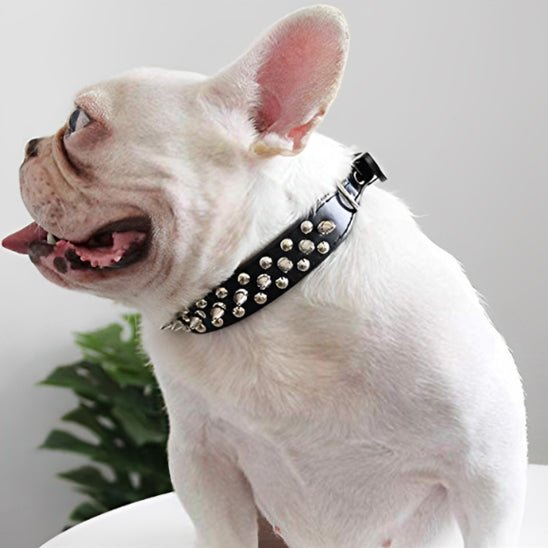 Collier chien cuir | clouté - ECO HARMONIE CANIN