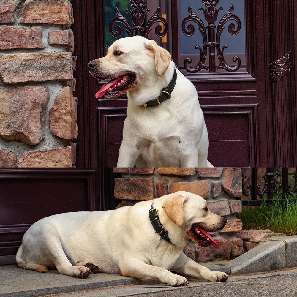 Collier chien en cuir| Prestige™ - ECO HARMONIE CANIN