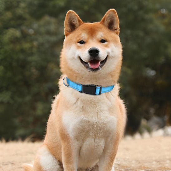 Collier chien | réfléchissant - ECO HARMONIE CANIN