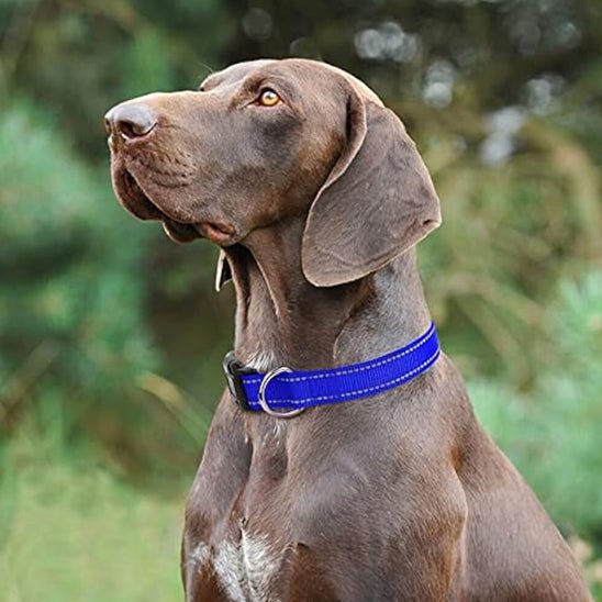 Collier chien | réfléchissant - ECO HARMONIE CANIN