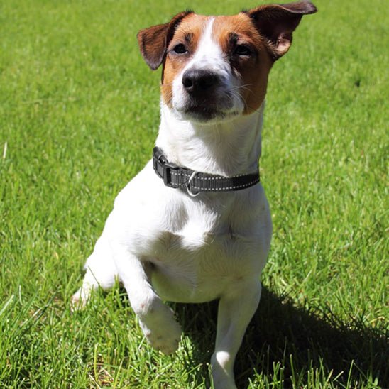 Collier chien | réfléchissant - ECO HARMONIE CANIN