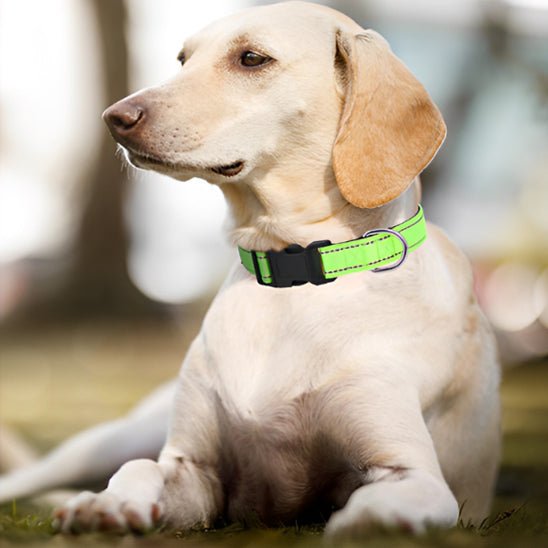 Collier chien | réfléchissant - ECO HARMONIE CANIN