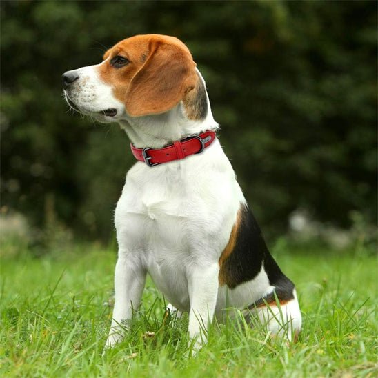 Collier en cuir pour chien | Robuste - ECO HARMONIE CANIN