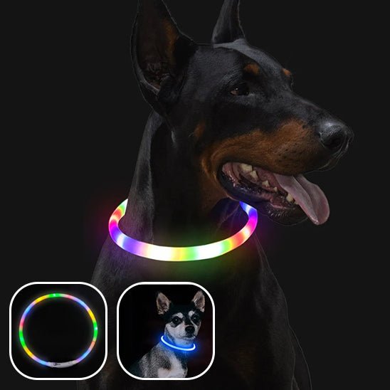 Collier lumineux chien |Rechargeable USB - ECO HARMONIE CANIN