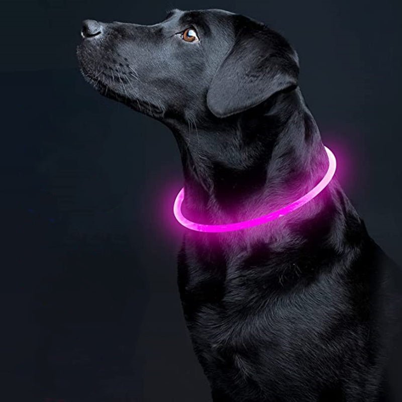 Collier lumineux chien |Rechargeable USB - ECO HARMONIE CANIN