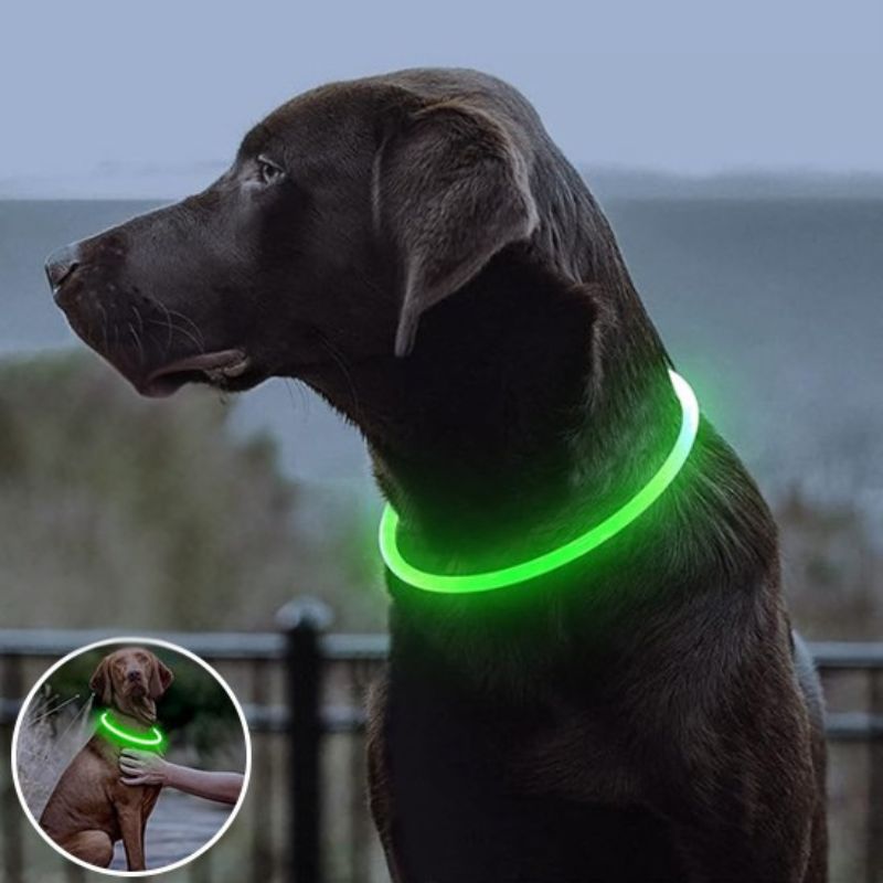 Collier lumineux chien |Rechargeable USB - ECO HARMONIE CANIN