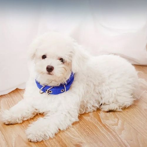 Collier pour chien | Nylon - ECO HARMONIE CANIN