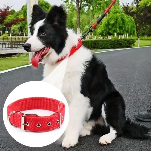 Collier pour chien | Nylon - ECO HARMONIE CANIN