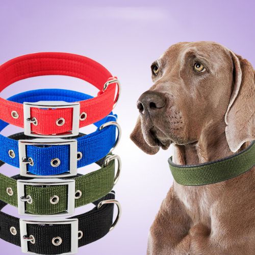 Collier pour chien | Nylon - ECO HARMONIE CANIN