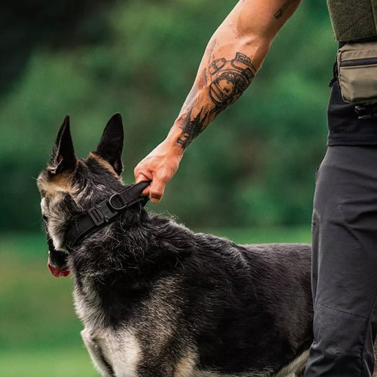 Collier pour chien | Tactique - ECO HARMONIE CANIN