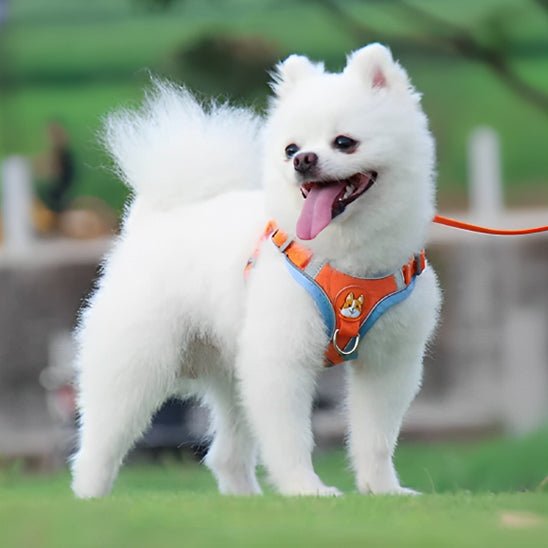 Harnais anti traction chien | Zengo âą - ECO HARMONIE CANIN