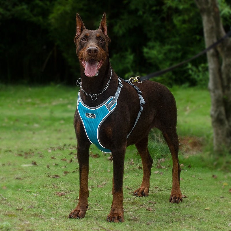 Harnais en Y | Pawventureâą - ECO HARMONIE CANIN