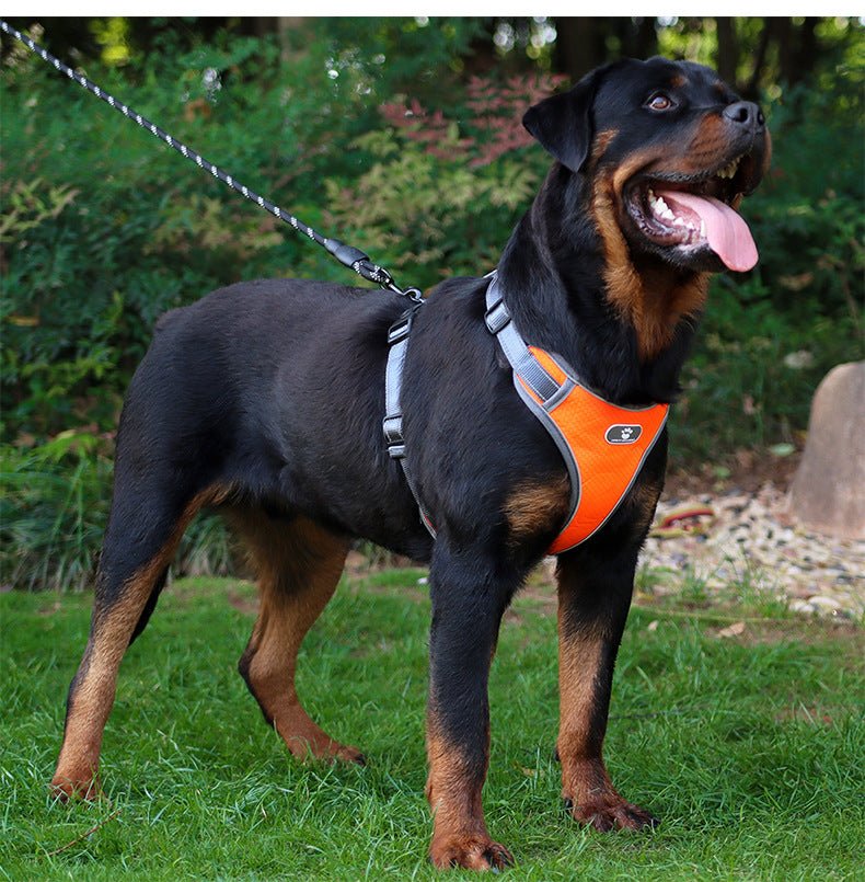 Harnais en Y | Pawventureâą - ECO HARMONIE CANIN