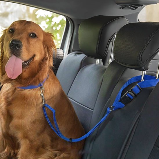Laisse chien | Ceinture de sécurité pour voiture - ECO HARMONIE CANIN