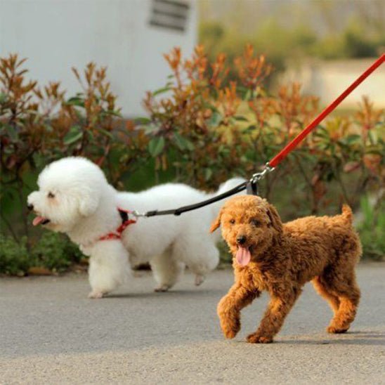 Laisse double pour chien | Coupleur - ECO HARMONIE CANIN