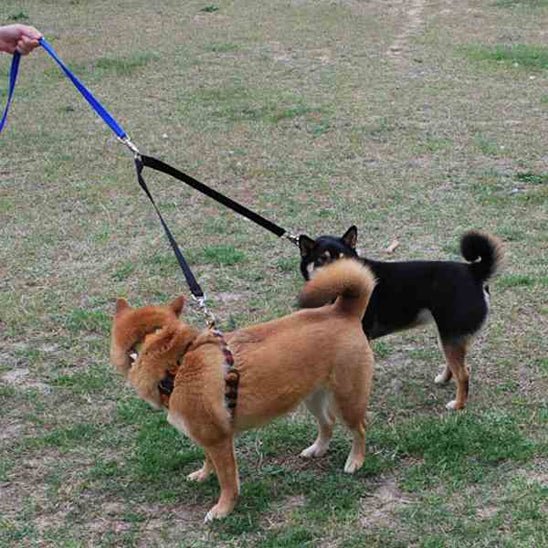 Laisse double pour chien | Coupleur - ECO HARMONIE CANIN