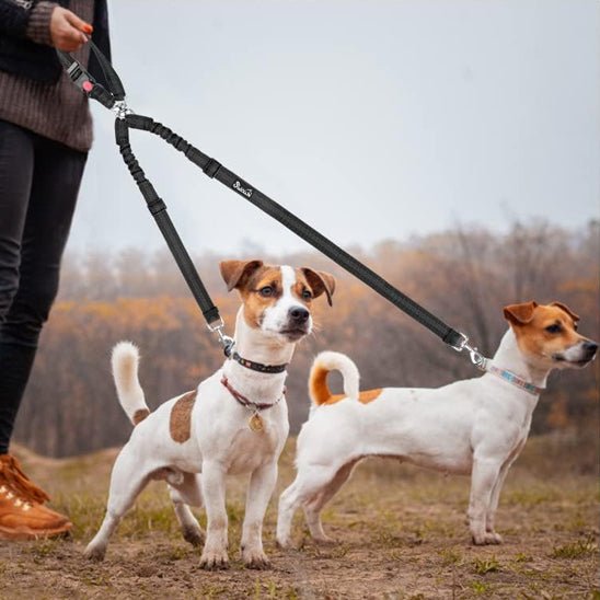 Une laisse pour chien | Bissur™ - ECO HARMONIE CANIN