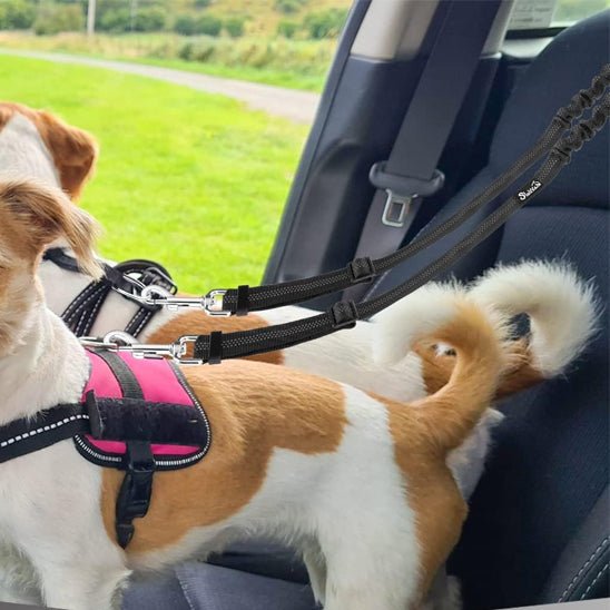 Une laisse pour chien | Bissur™ - ECO HARMONIE CANIN