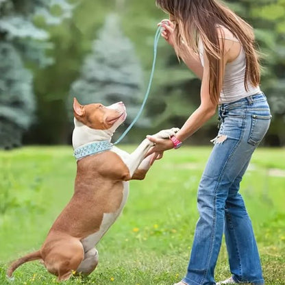 Collier chien cuir | clouté - ECO HARMONIE CANIN