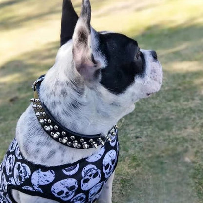 Collier chien cuir | clouté - ECO HARMONIE CANIN