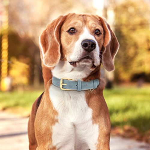 Collier chien cuir | Glam ™ - ECO HARMONIE CANIN