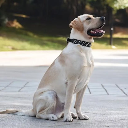 Collier chien cuir | clouté - ECO HARMONIE CANIN