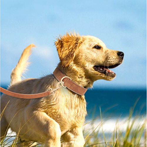 Collier chien cuir | Glam ™ - ECO HARMONIE CANIN
