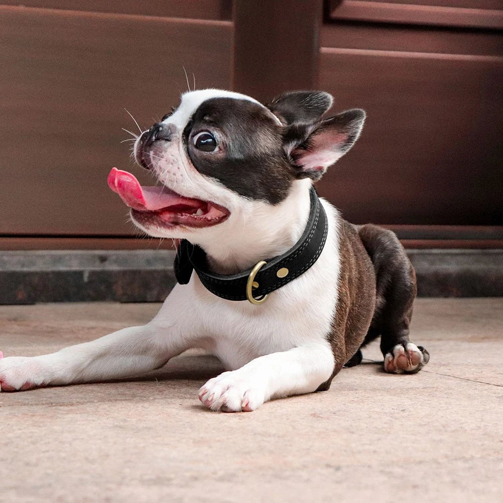 Collier chien en cuir| Prestige™ - ECO HARMONIE CANIN