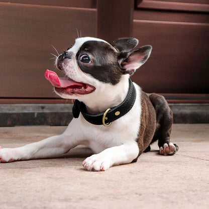 Collier chien en cuir| Prestige™ - ECO HARMONIE CANIN