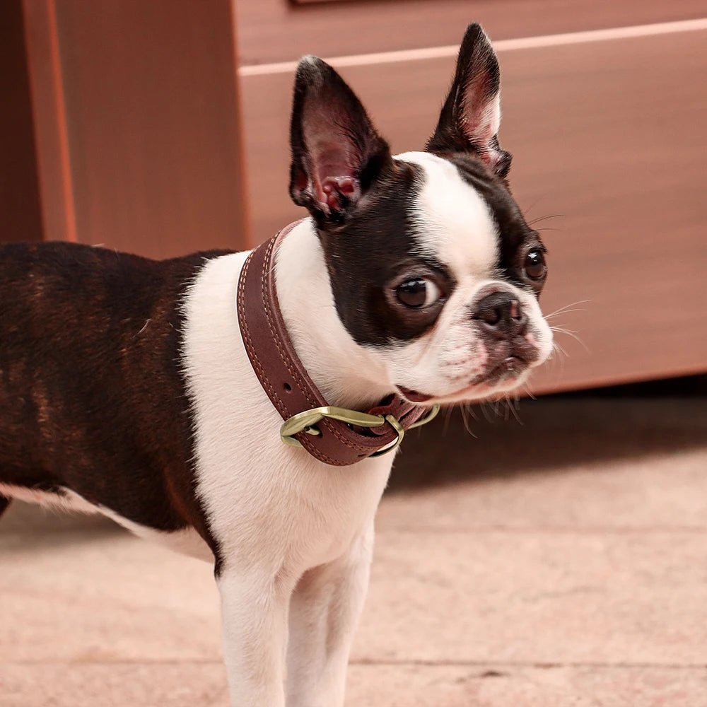 Collier chien en cuir| Prestige™ - ECO HARMONIE CANIN