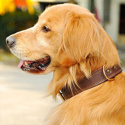 Collier chien en cuir| Prestige™ - ECO HARMONIE CANIN