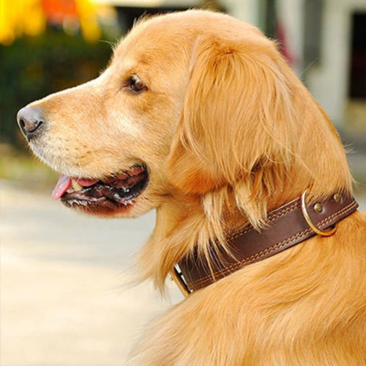 Collier chien en cuir| Prestige™ - ECO HARMONIE CANIN