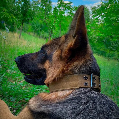 Collier chien | rembourrée - ECO HARMONIE CANIN