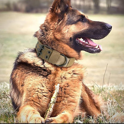 Collier chien | rembourrée - ECO HARMONIE CANIN