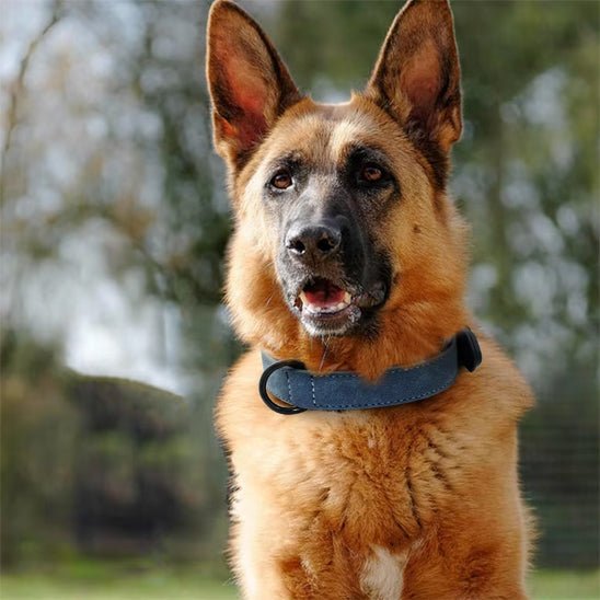 Collier en cuir pour chien | Robuste - ECO HARMONIE CANIN
