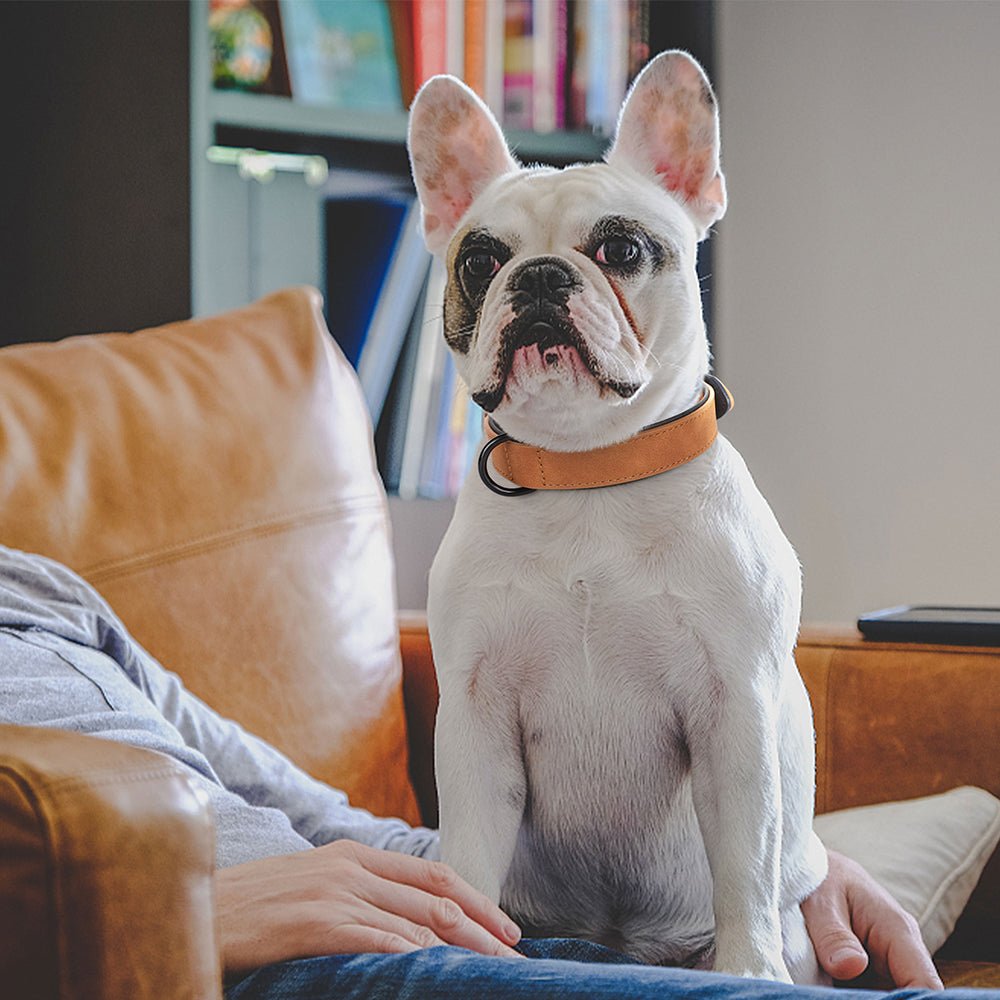 Collier en cuir pour chien | Robuste - ECO HARMONIE CANIN