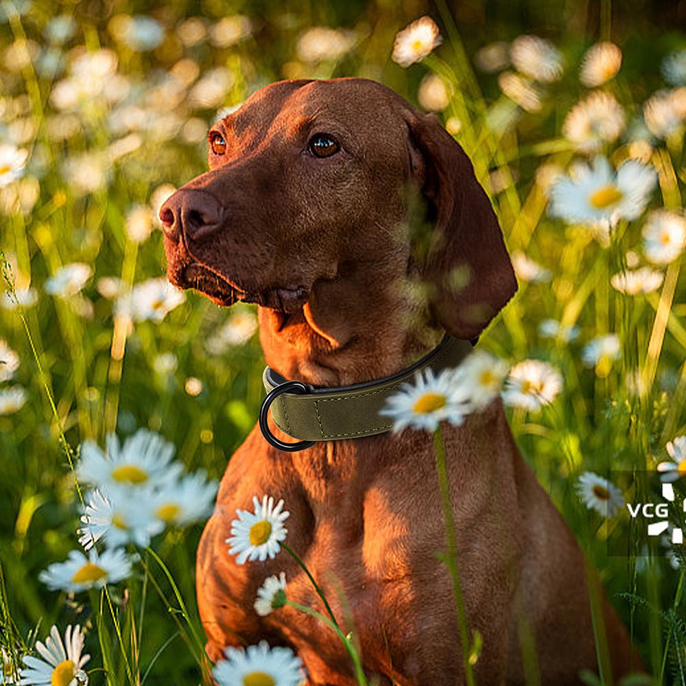 Collier en cuir pour chien | Robuste - ECO HARMONIE CANIN