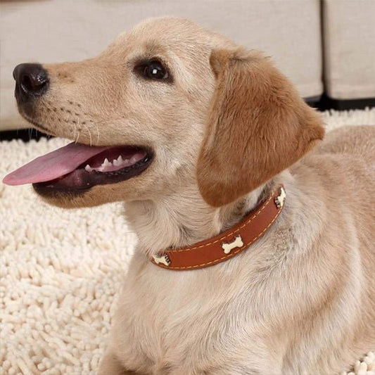 Collier pour chien en cuir | Os - ECO HARMONIE CANIN