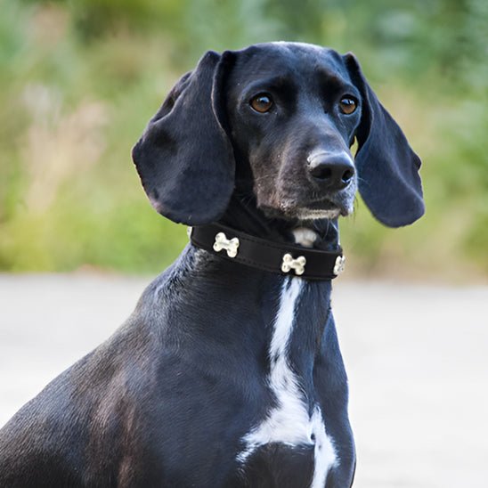 Collier pour chien en cuir | Os - ECO HARMONIE CANIN