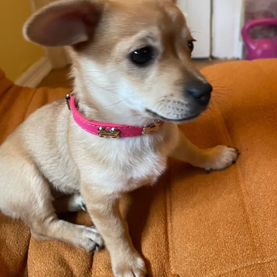 Collier pour chien en cuir | Os - ECO HARMONIE CANIN
