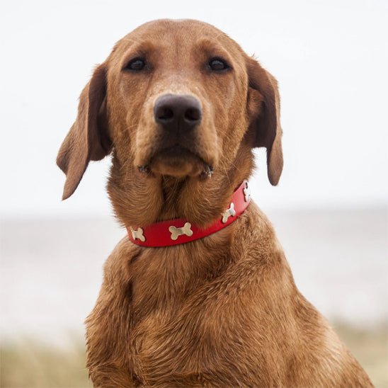 Collier pour chien en cuir | Os - ECO HARMONIE CANIN