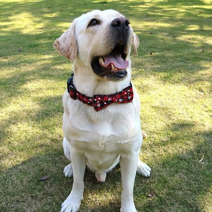 Collier pour chien | Papillon - ECO HARMONIE CANIN