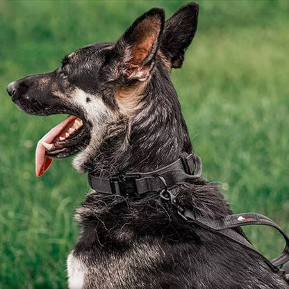 Collier pour chien | Tactique - ECO HARMONIE CANIN