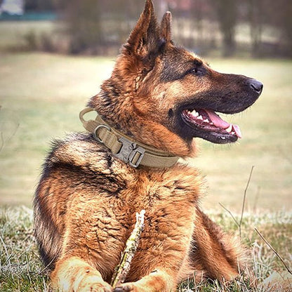 Collier pour chien | Tactique - ECO HARMONIE CANIN