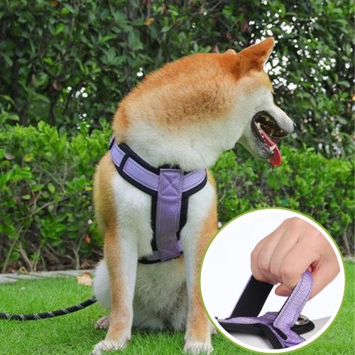 harnais-chien-EasyFit-violet